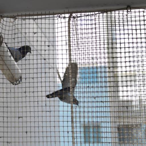 Telas de Contra Pombos: Proteção e Tranquilidade em São Paulo por América Proteção 