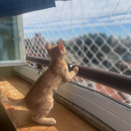 Rede de Proteção em Santo André: Segurança e Tranquilidade para sua Família por América Proteção 