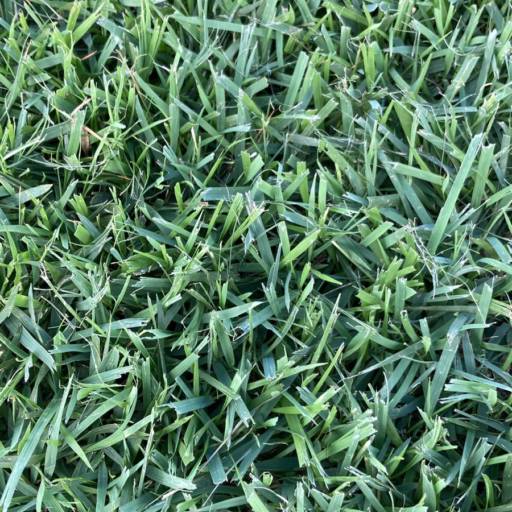 Grama São Carlos R$12,00 reais o metro