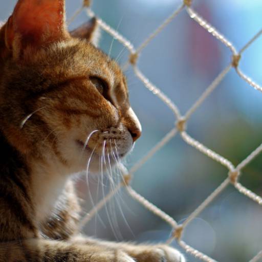 Instalação de Rede de Proteção em Praia Grande: Segurança Residencial à Beira-Mar