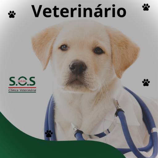 Veterinário bom em Itapetininga