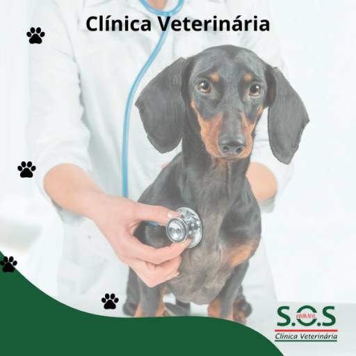 Melhor Clínica Veterinária de Itapetininga