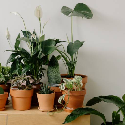 Comprar o produto de Vasos para Plantas: Estilo e Durabilidade para Avaré - Decor Pedras e Mármores e Granitos em Marmorarias pela empresa Decor Pedras Mármores e Granitos / Casa e Acabamentos em Riviera de Santa Cristina XIII, SP por Solutudo