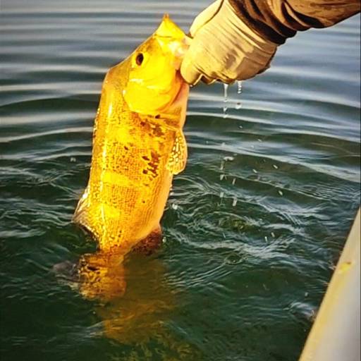 Pesca Esportiva: Aventura e Emoção em Avaré, SP