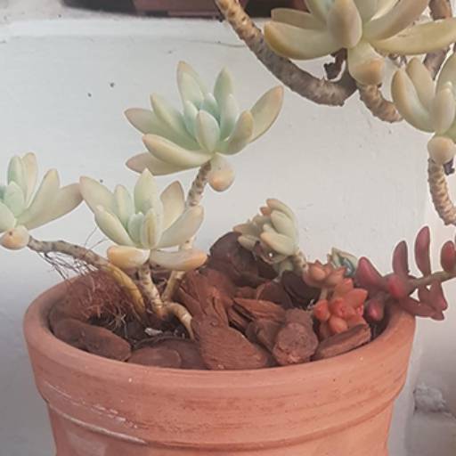 Monte Seu Próprio Terrário por JR Gramas & Paisagismo