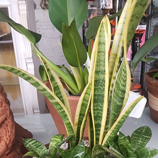 Espada de São Jorge