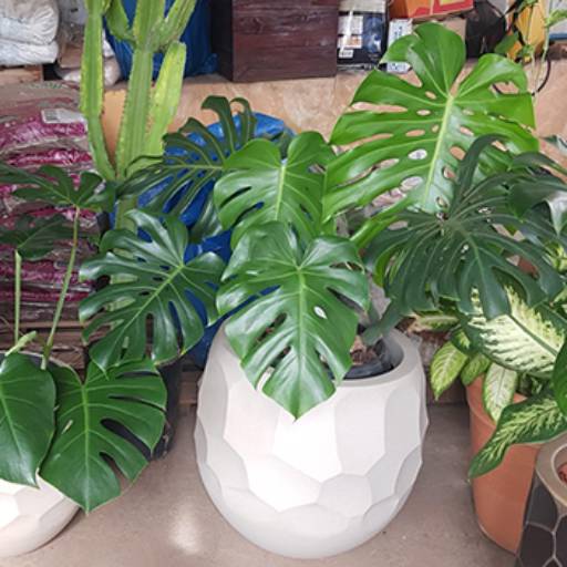 Monstera Deliciosa | Costela de Adão