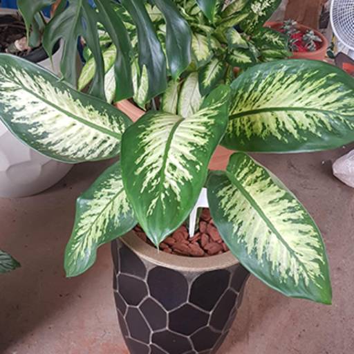 Dieffenbachia | Comigo-ninguém-pode