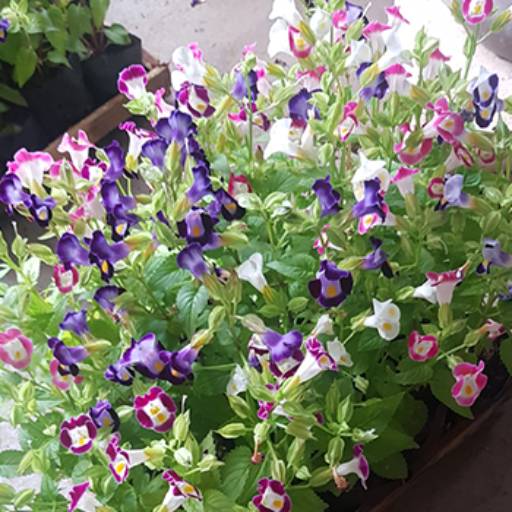 Amor-Perfeito-de-Verão ou Torênia