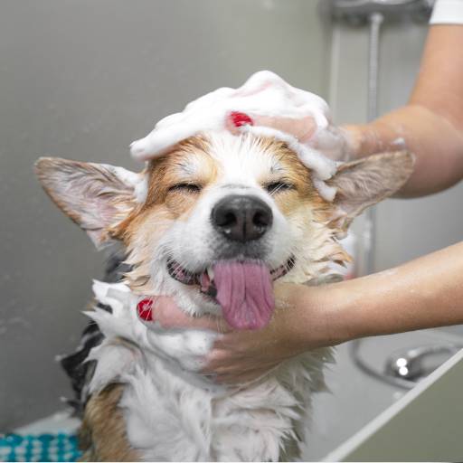 Banho e Tosa com Taxi Dog - Conveniência e Cuidado para Seu Pet - Itanhaém/SP por Boutique Animal Espaço Vip