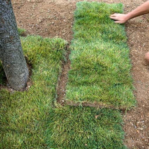 Comprar o produto de Flora Bonfim - Distribuidor de Grama Itograss em Senhor do Bonfim/BA em Jardinagem pela empresa Flora Bonfim em Senhor do Bonfim, BA por Solutudo