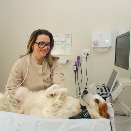Ultrassonografia Abdominal Veterinária – Diagnóstico Confiável para Seu Pet em Avaré