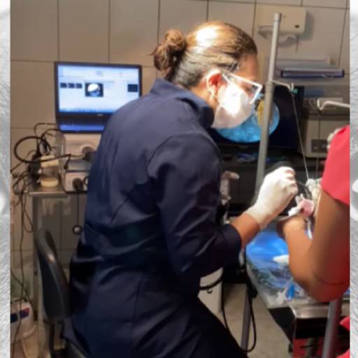 Endoscopia e Colonoscopia – Diagnóstico Detalhado e Preciso para Seu Pet em Avaré