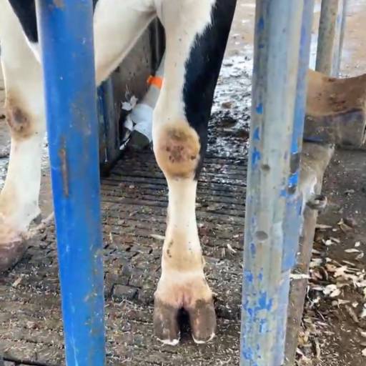 Curso de Casqueamento em Bovinos - Saúde e Bem-Estar Animal - Avaré