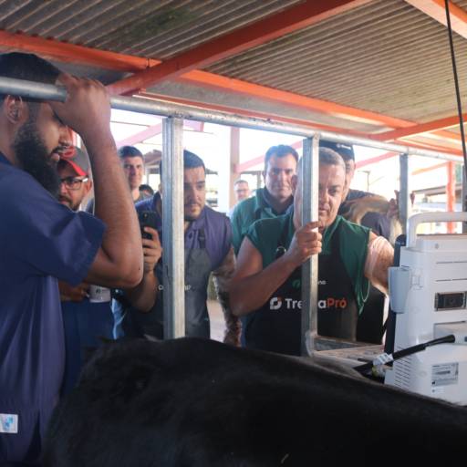 Curso de Ultrassom e Sexagem Fetal - Diagnóstico Reprodutivo Avançado - Avaré