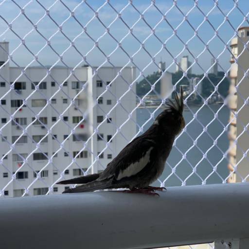 Rede de Proteção para Pássaros - Proteção Eficaz em Praia Grande/SP