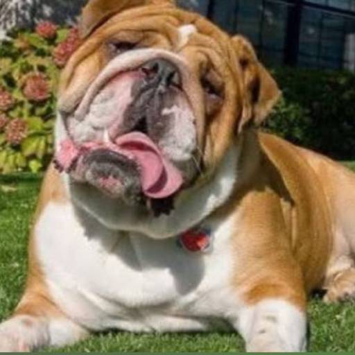 Grama Sintética pet