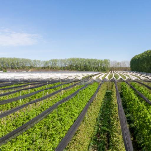 Substratos para Jardinagem Sustentável em Avaré/SP – Cultivo Ecológico e de Alta Qualidade