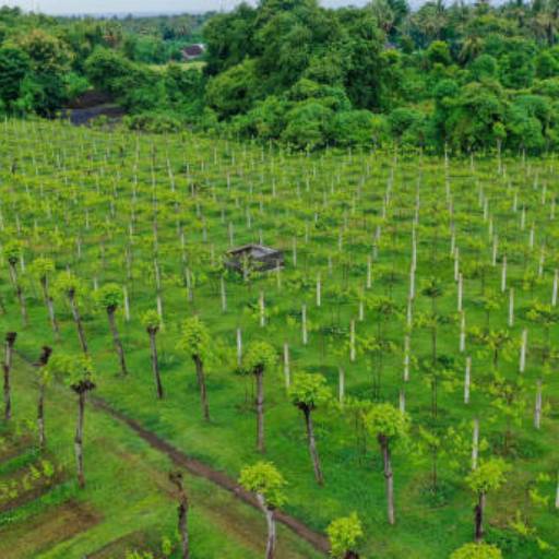 Sistemas Agroflorestais - Sustentabilidade e Renda em Santa Cruz do Sul, RS por Solar de Epicuro Jardinagem e Paisagismo