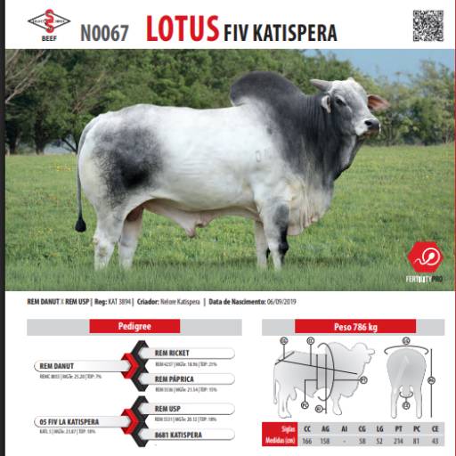 Touro Nelore Lotus FIV Katispera (N0067)
