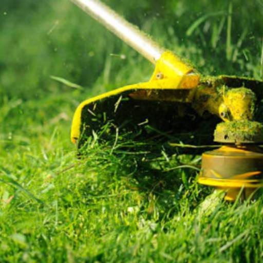 Limpeza de lotes  por S.S Limpeza - Serviços de Limpezas e Faxinas em Geral