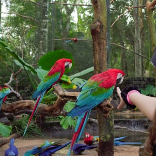 Ingresso Parque das Aves em Foz do Iguaçu, PR por Y & G Turismo Receptivo