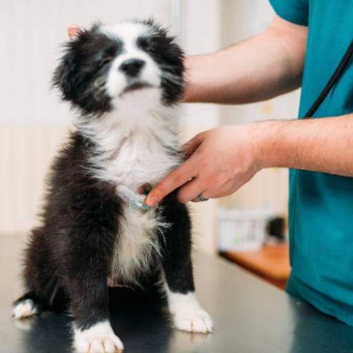 Exames Veterinários Precisos para Cuidado Completo em Avaré