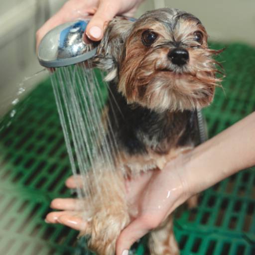 Banho de Qualidade para o Seu Pet - Bem-Estar e Higiene em Avaré