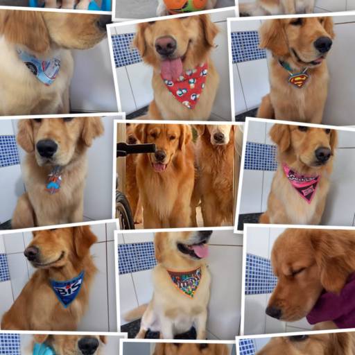 Banho de Qualidade para o Seu Pet - Bem-Estar e Higiene em Avaré por Jucão Consultório Veterinário