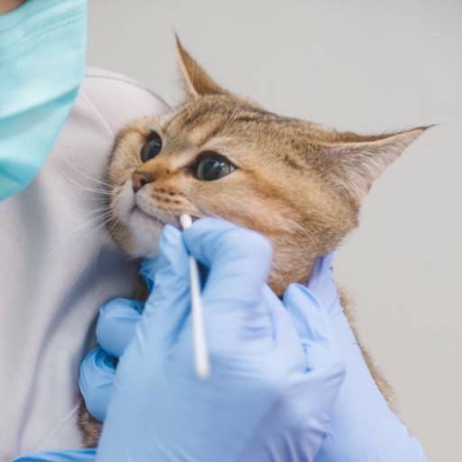 Medicamentos Veterinários de Qualidade - Bem-estar para seu Pet em Avaré