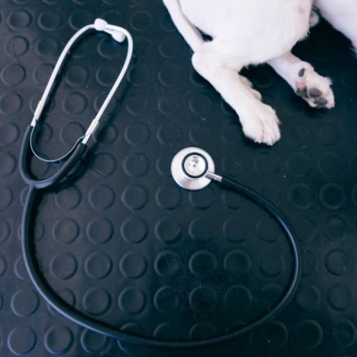 Jucão Consultório Veterinário – Cuidado Completo para Seu Pet em Avaré