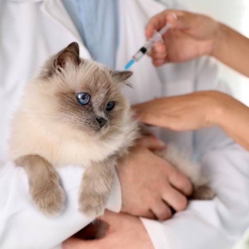 Vacinação – Proteção Completa para Seu Pet em Avaré