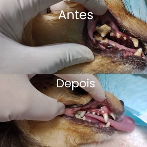 Limpeza de tártaro por Clínica Veterinária Vet Lemos (Farmavet)