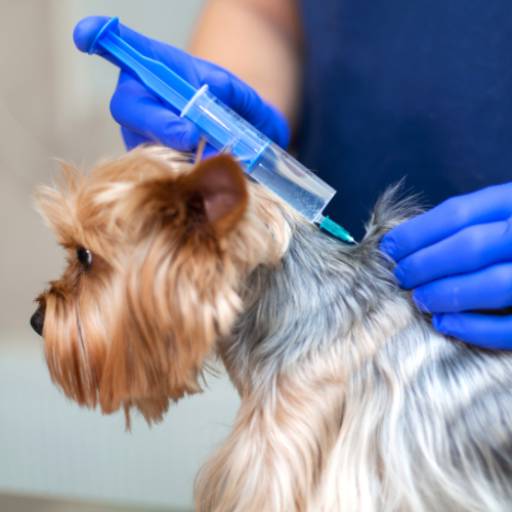 Vacinas Importadas – Proteção Completa para Seu Pet em Lençóis Paulista/SP