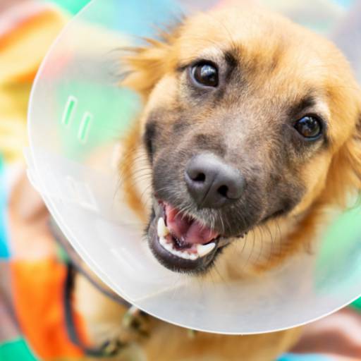 Cirurgias Veterinárias – Cuidado e Segurança para Pets em Lençóis Paulista/SP