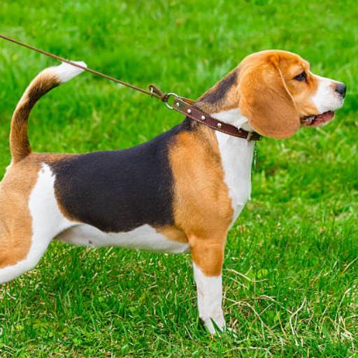 Coleiras para Pets: Conforto e Estilo em Avaré, SP