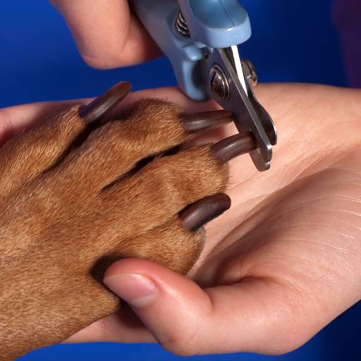 Corte de Unhas para Pets em Bauru por Vila das Patas - Pet Center, Creche e Hotel para Cachorro em Bauru