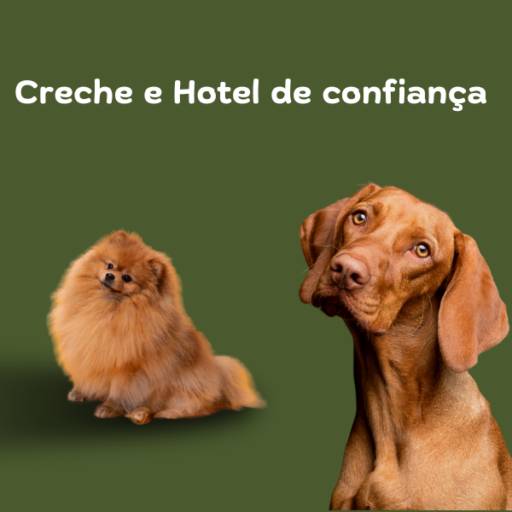 Creche e Hotel de Confiança para Cachorros em Itapetininga - Petzin Creche Hotel
