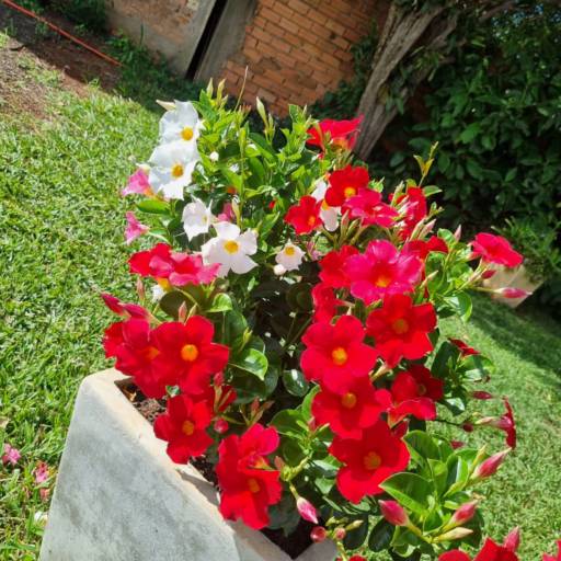 Flores Ornamentais em Santa Bárbara Resort Residence, SP por Live Art