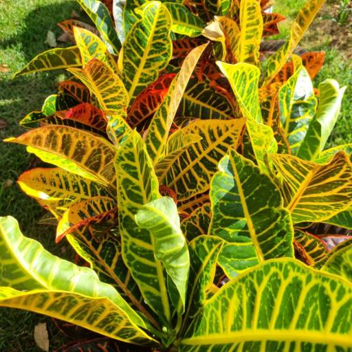 Flores Ornamentais em Santa Bárbara Resort Residence, SP por Live Art