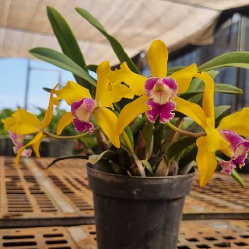 Flores Ornamentais em Santa Bárbara Resort Residence, SP por Live Art