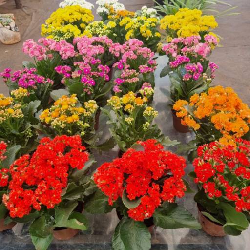 Flores Ornamentais em Santa Bárbara Resort Residence, SP por Live Art