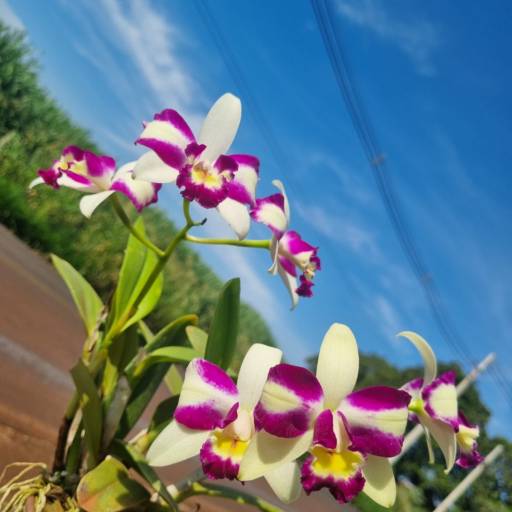 Flores Ornamentais em Santa Bárbara Resort Residence, SP por Live Art