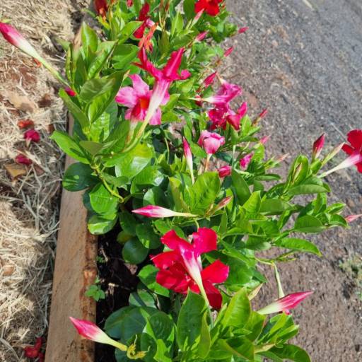 Flores Ornamentais em Santa Bárbara Resort Residence, SP por Live Art