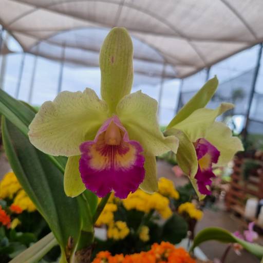 Flores Ornamentais em Santa Bárbara Resort Residence, SP por Live Art