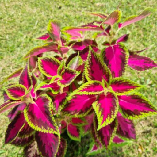 Flores Ornamentais em Santa Bárbara Resort Residence, SP por Live Art