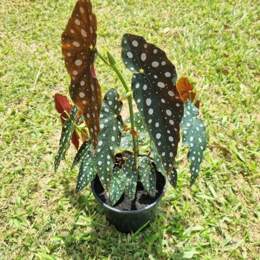 Flores Ornamentais em Santa Bárbara Resort Residence, SP por Live Art