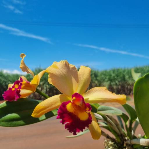 Flores Ornamentais em Santa Bárbara Resort Residence, SP por Live Art