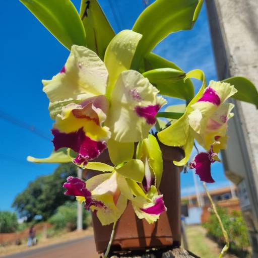 Flores Ornamentais em Santa Bárbara Resort Residence, SP por Live Art