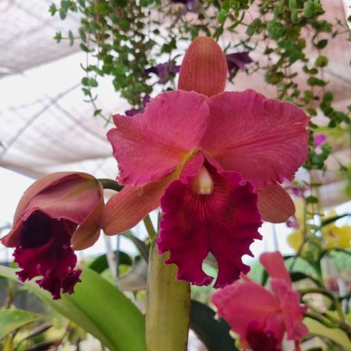 Flores Ornamentais em Santa Bárbara Resort Residence, SP por Live Art